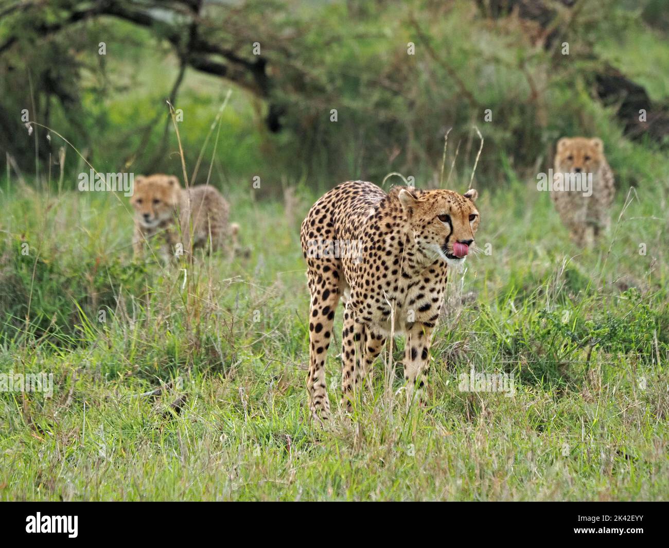 Mutter Cheetah (Acinonyx jubatus), gefolgt von zwei jungen Jungen in der Bildung in Akazienpeeling-Grasland der Masai Mara Conservancies, Kenia, Afrika Stockfoto