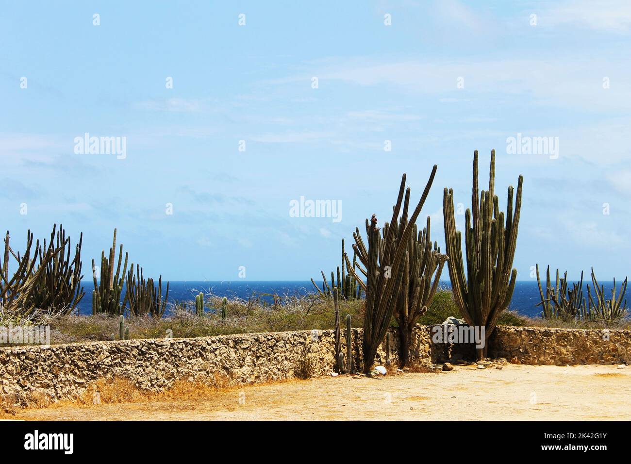 Kaktus wächst an einer Steinmauer in der Wüste, Aruba Stockfoto