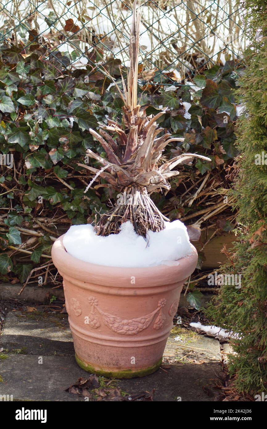 Tote Palme in Terrakotta-Topf und Schnee Stockfoto