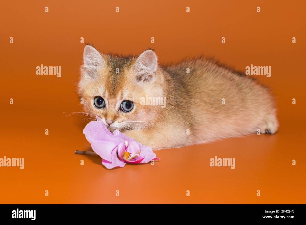 Schottisches Kätzchen und eine Orchideenblume auf orangefarbenem Hintergrund Stockfoto