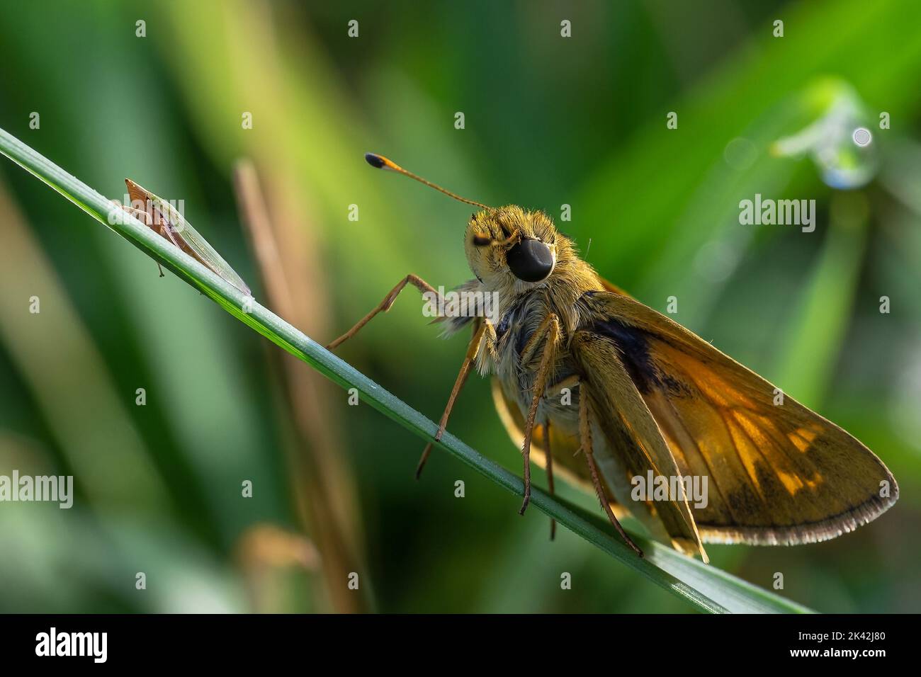 Sachem Moth Stockfoto