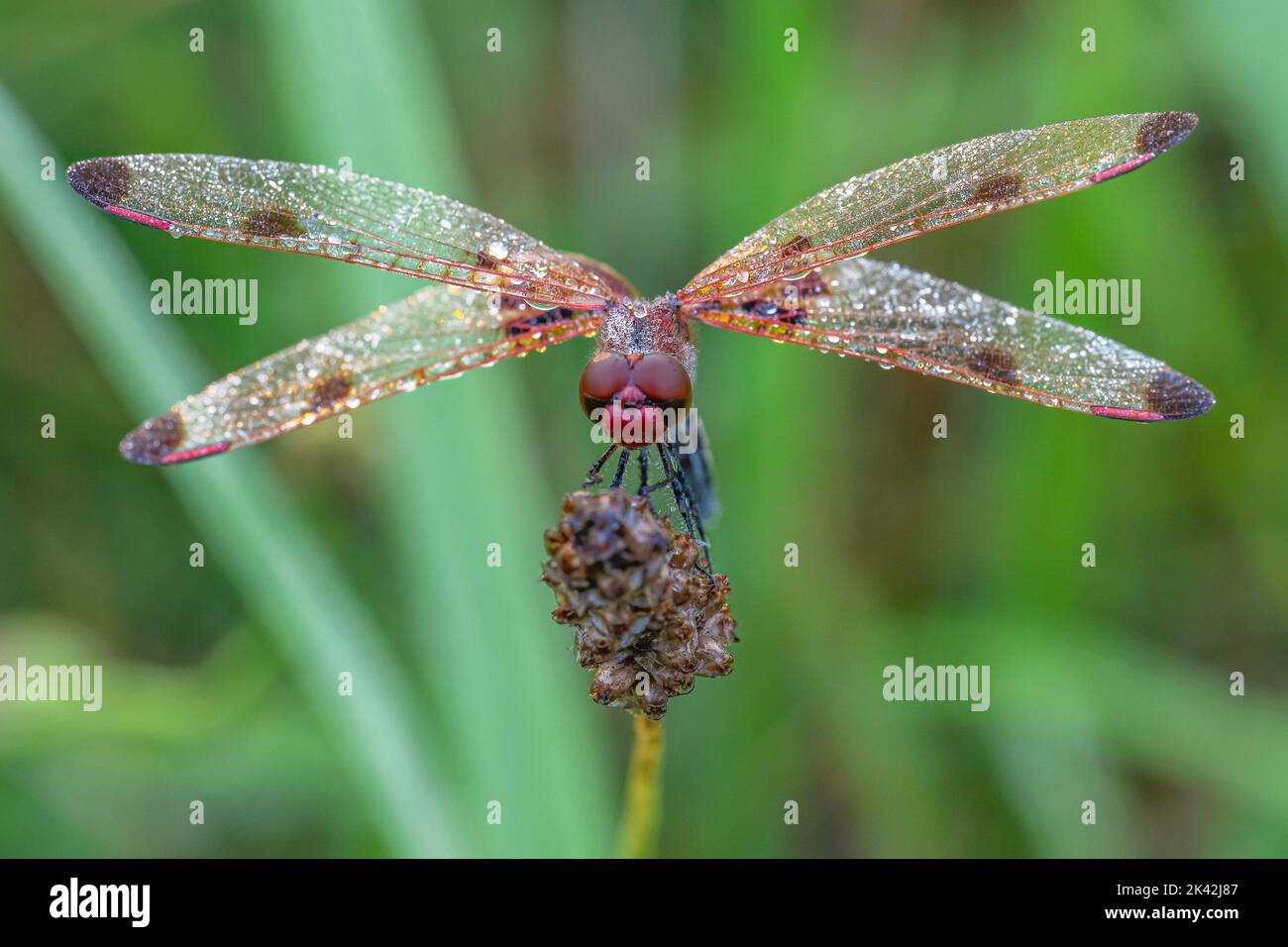 Calico Pennant im Morgenlicht Stockfoto