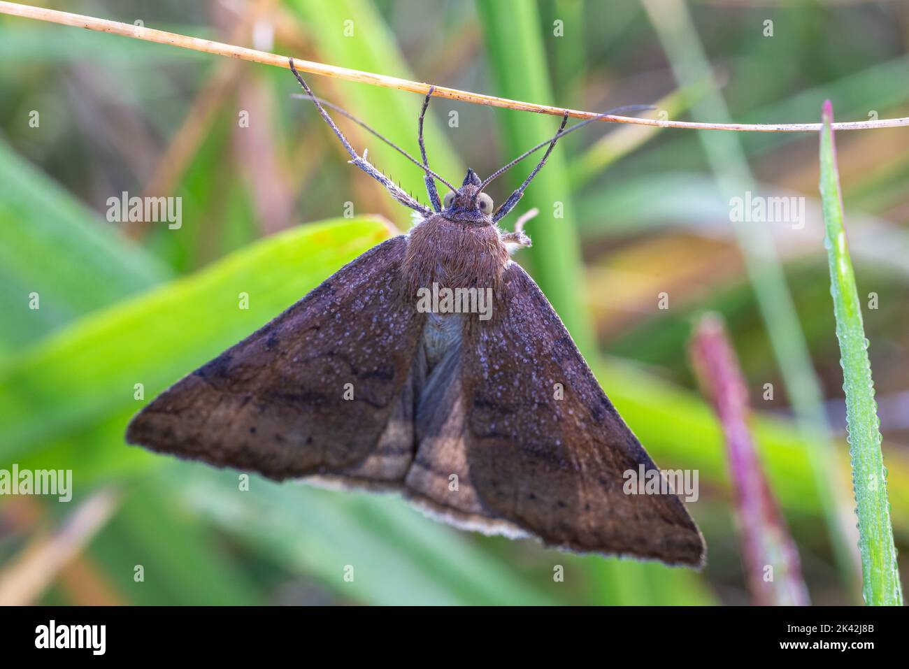 Futter Looper Moth Stockfoto