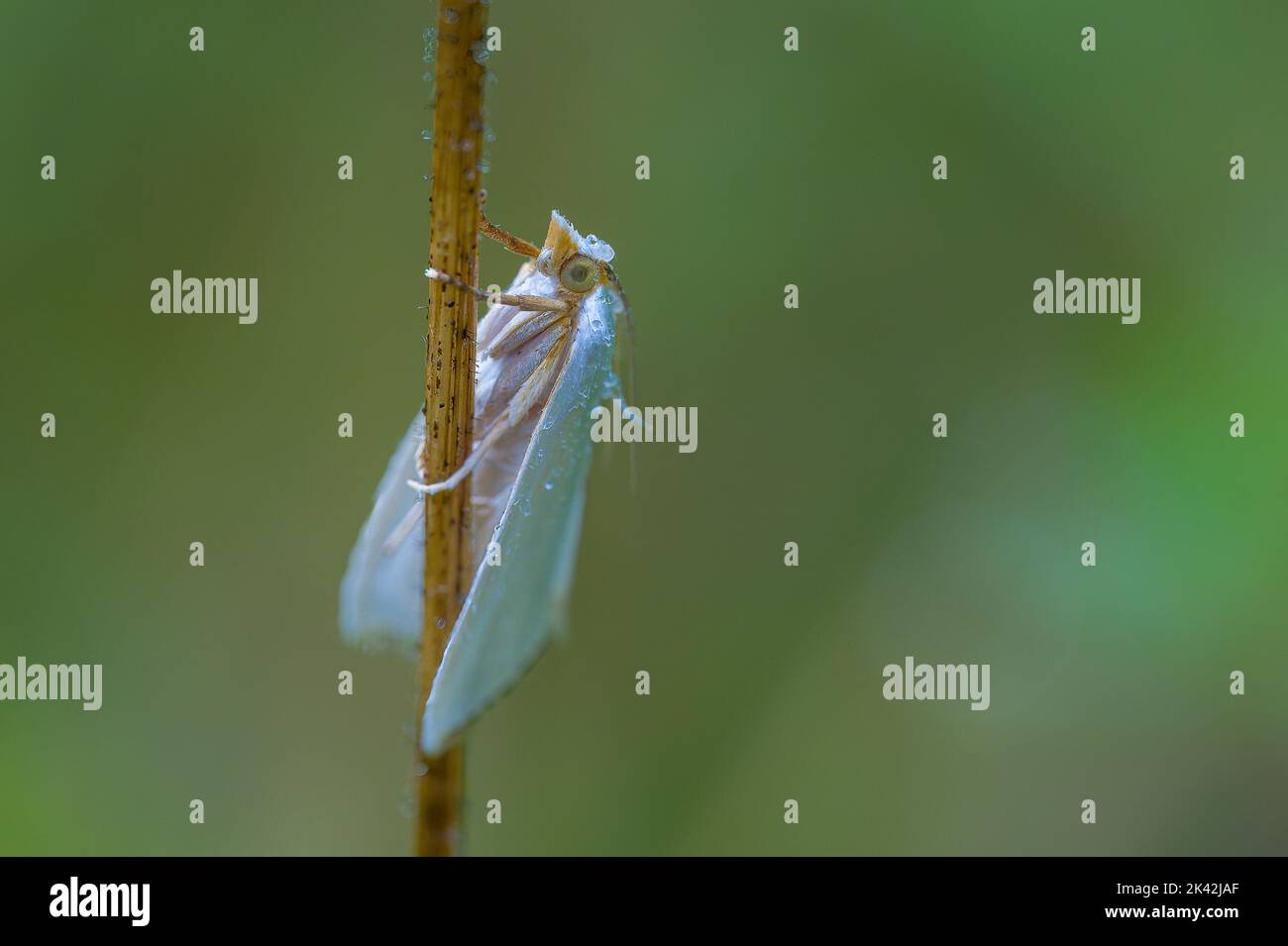 Silber Schatten Moth auf einem Halm von Gras Stockfoto