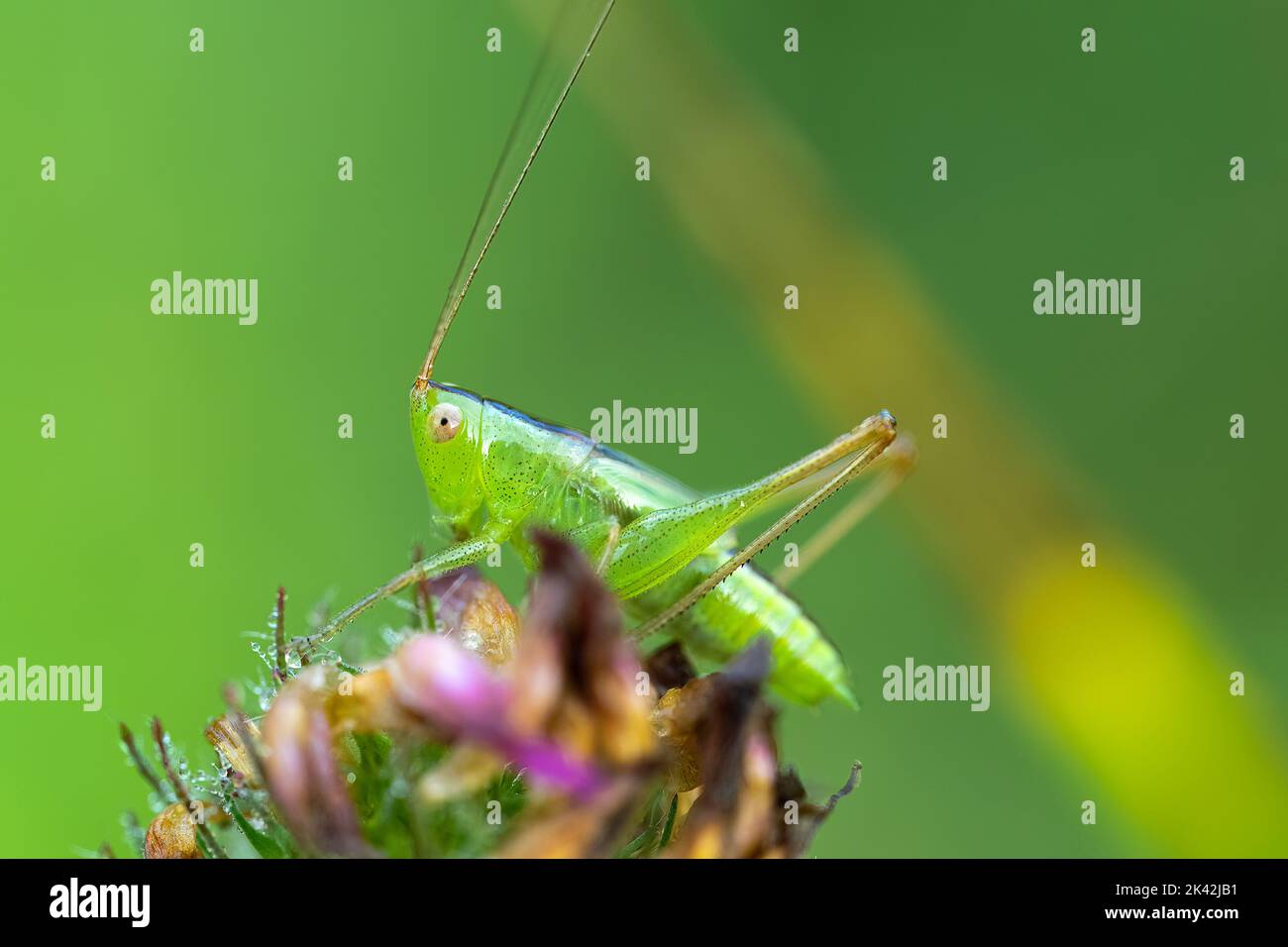 Slender Meadow Katydid Stockfoto