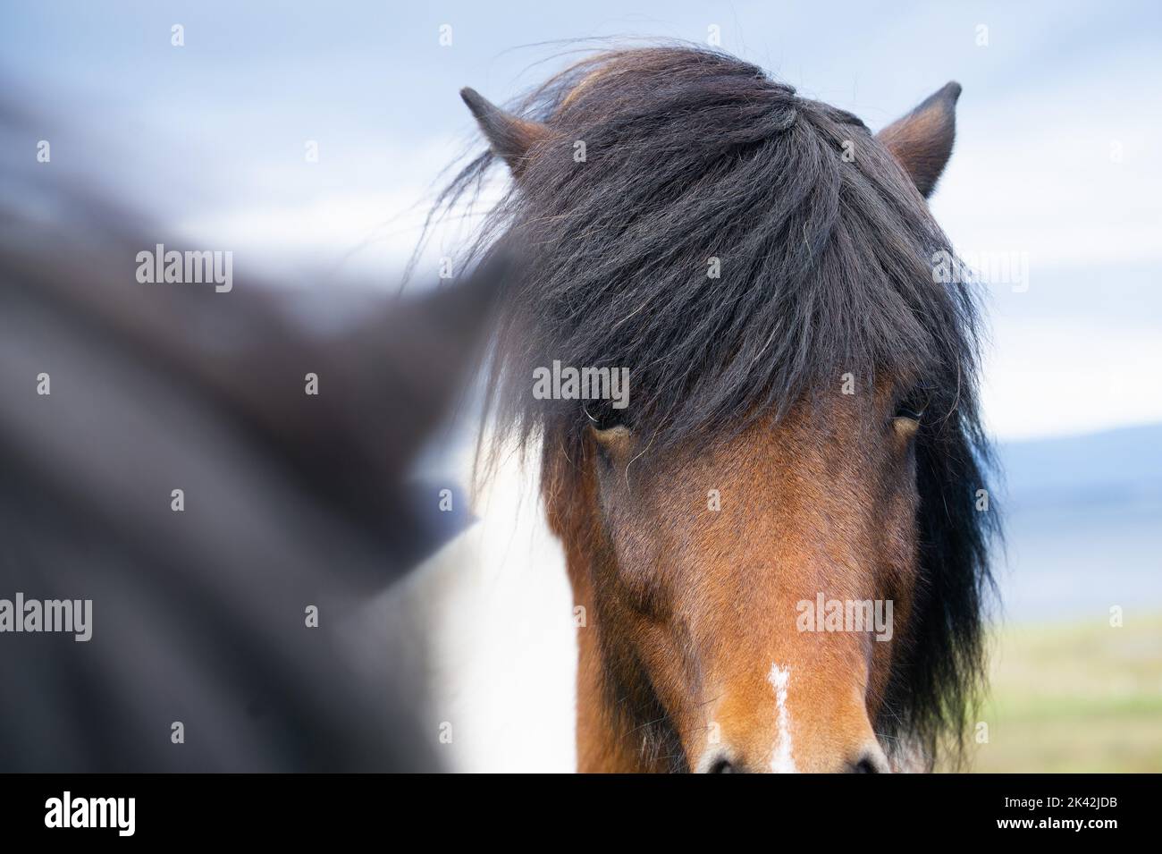 Isländisches Pony in Island Stockfoto