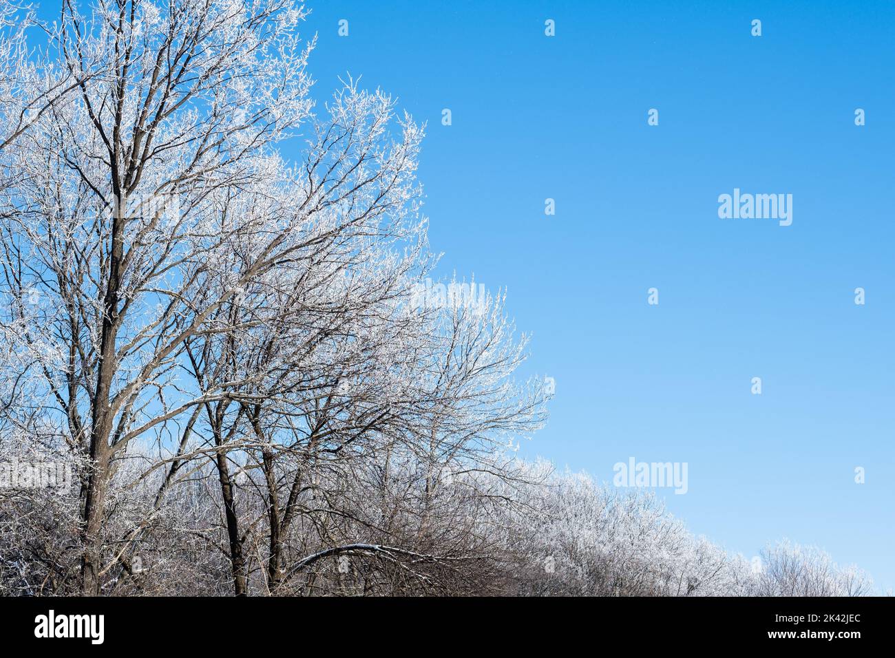 Winterwald. Frostige Bäume. Schönheit der Natur. Kaltes Wetter. Wunderschöne winterliche Landschaft mit heiserfrostigen, gefrorenen Ästen, die mit weißem Schnee bedeckt sind Stockfoto