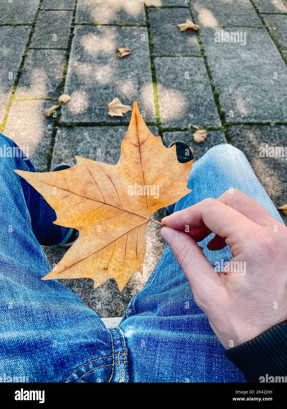 Ein sitzender Mann hält an einem sonnigen Herbsttag ein buntes Ahornblatt in der Hand. Schöne Herbststimmung. Nahaufnahme, Blickwinkel. Stockfoto