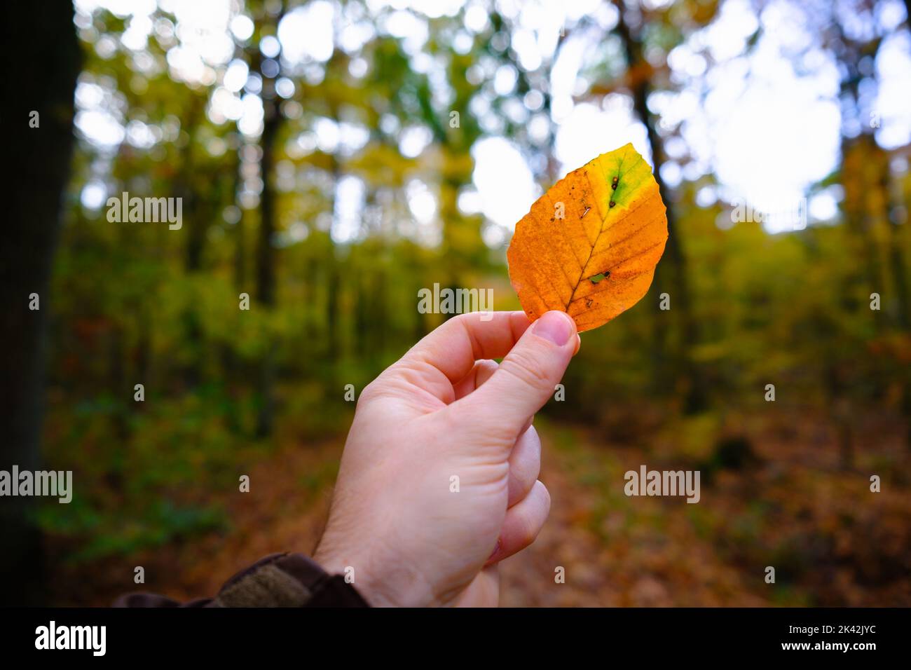 Hand eines Mannes, der an einem Herbsttag im Wald ein buntes Buchenblatt hält. Schöne Herbststimmung mit Waldhintergrund. Saisonale Verfärbungen Stockfoto