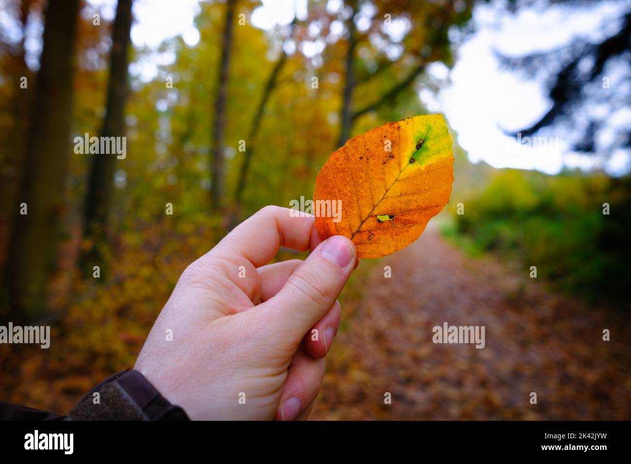 Hand eines Mannes, der an einem Herbsttag im Wald ein buntes Buchenblatt hält. Schöne Herbststimmung mit Naturhintergrund. Saisonale Verfärbungen. Stockfoto