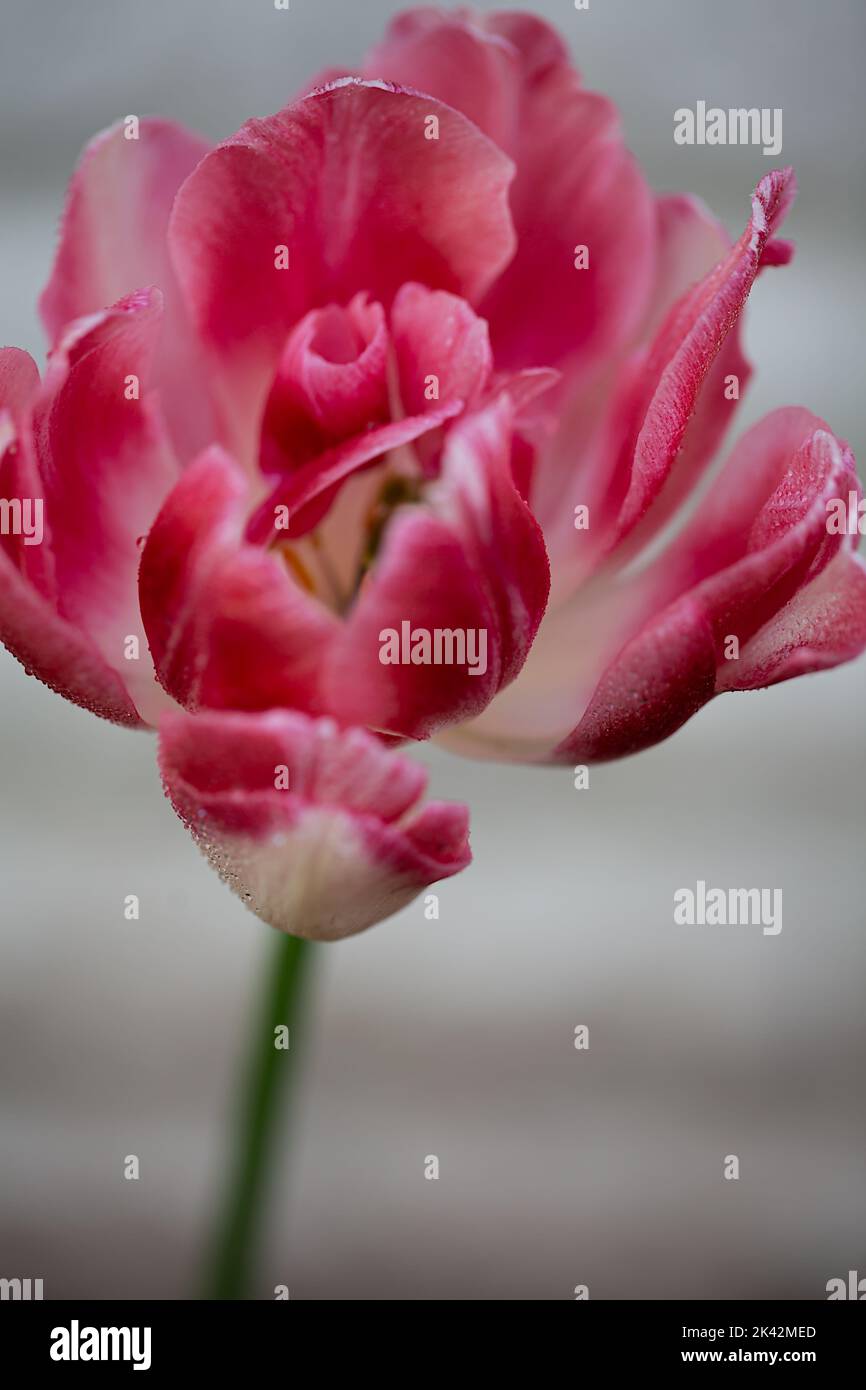 Doppelt rosa Pfingstrose Tulpe angelique Nahaufnahme Stockfoto