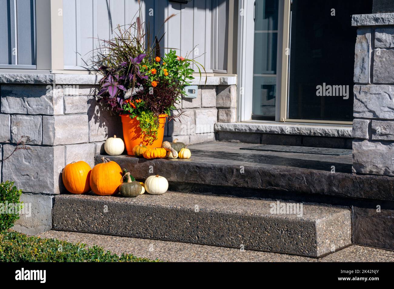 Farbenfrohe Kürbisse, Kürbisse und Mütter schaffen ein luxuriöses halloween- und Danksagungen-Landschaftsbild. Stockfoto