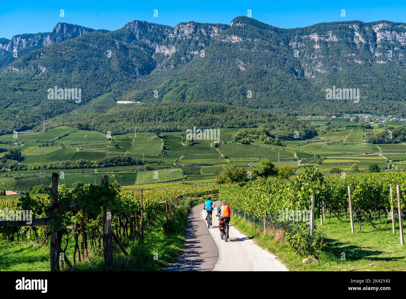 Radweg durch die Weinanbaugebiete in Südtirol, bei Kaltern an der Weinstraße, kurz vor der Weinlese, Blick auf die Nonsberggruppe Stockfoto