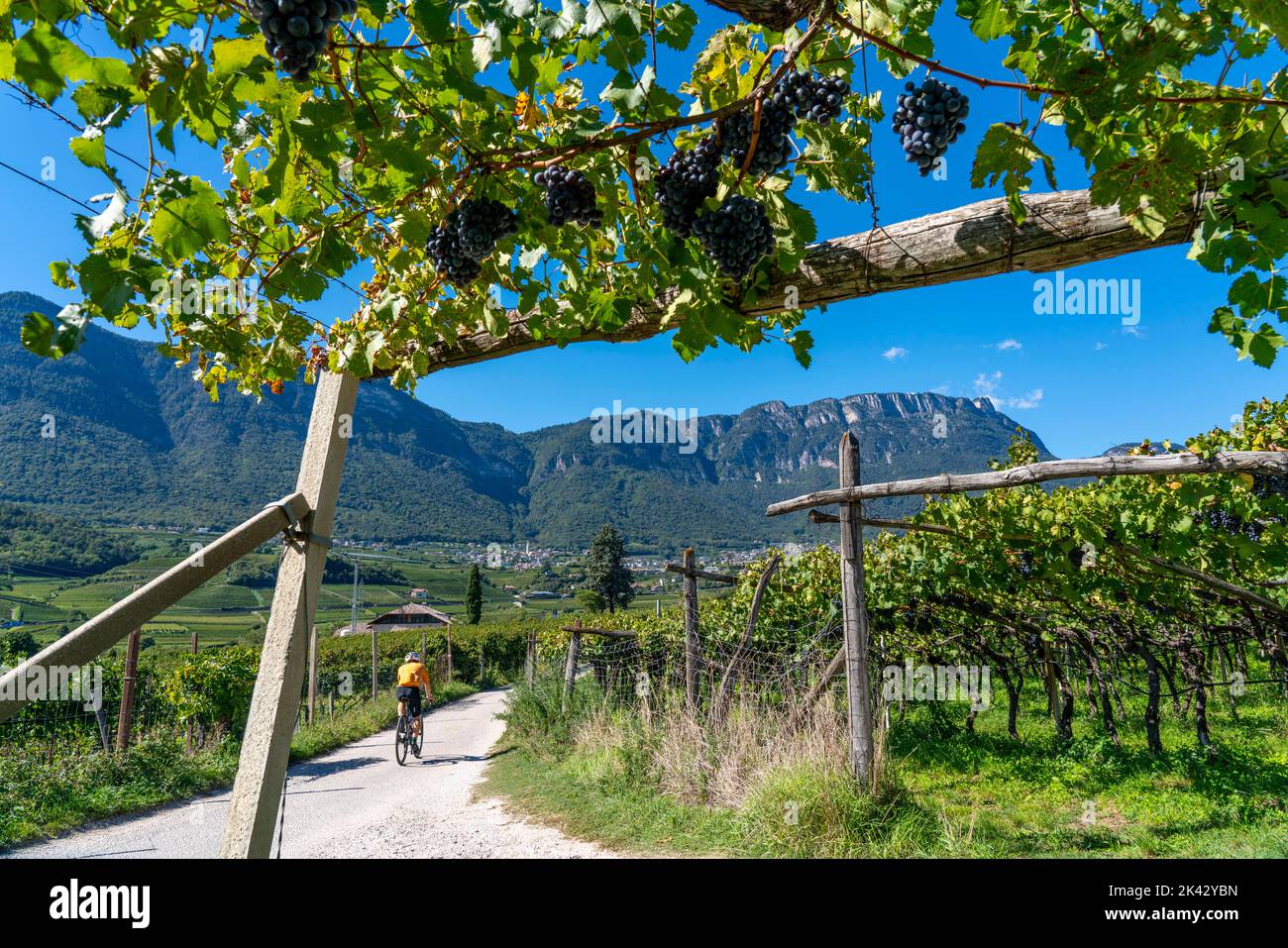 Radweg durch die Weinanbaugebiete in Südtirol, bei Kaltern an der Weinstraße, kurz vor der Weinlese, Blick auf die Nonsberggruppe Stockfoto