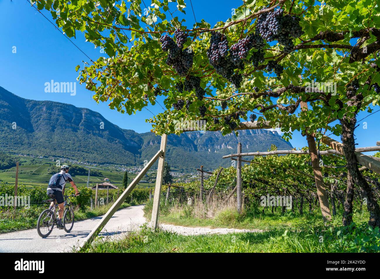 Radweg durch die Weinanbaugebiete in Südtirol, bei Kaltern an der Weinstraße, kurz vor der Weinlese, Blick auf die Nonsberggruppe Stockfoto