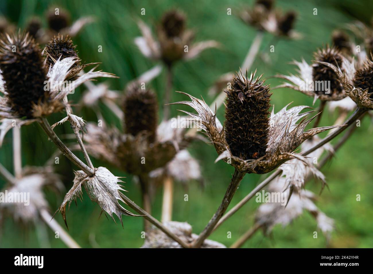 Schöner Garten mit trockenen Pflanzen im Botanischen Garten von Augsburg und grüner Natur im Hintergrund Stockfoto