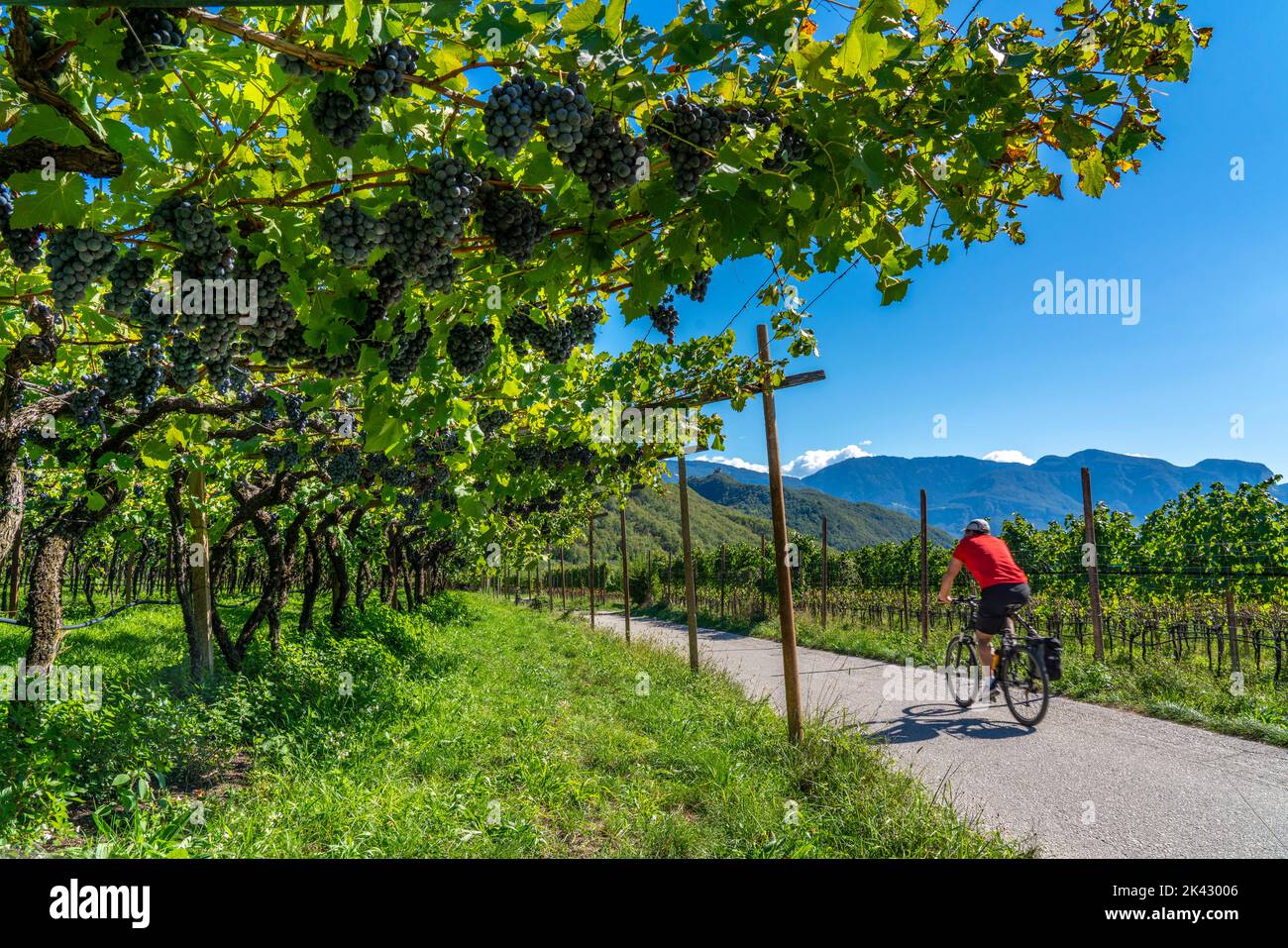 Radweg durch die Weinanbaugebiete in Südtirol, bei Kaltern an der Weinstraße, kurz vor der Weinlese, Südtirol, Italien, Stockfoto
