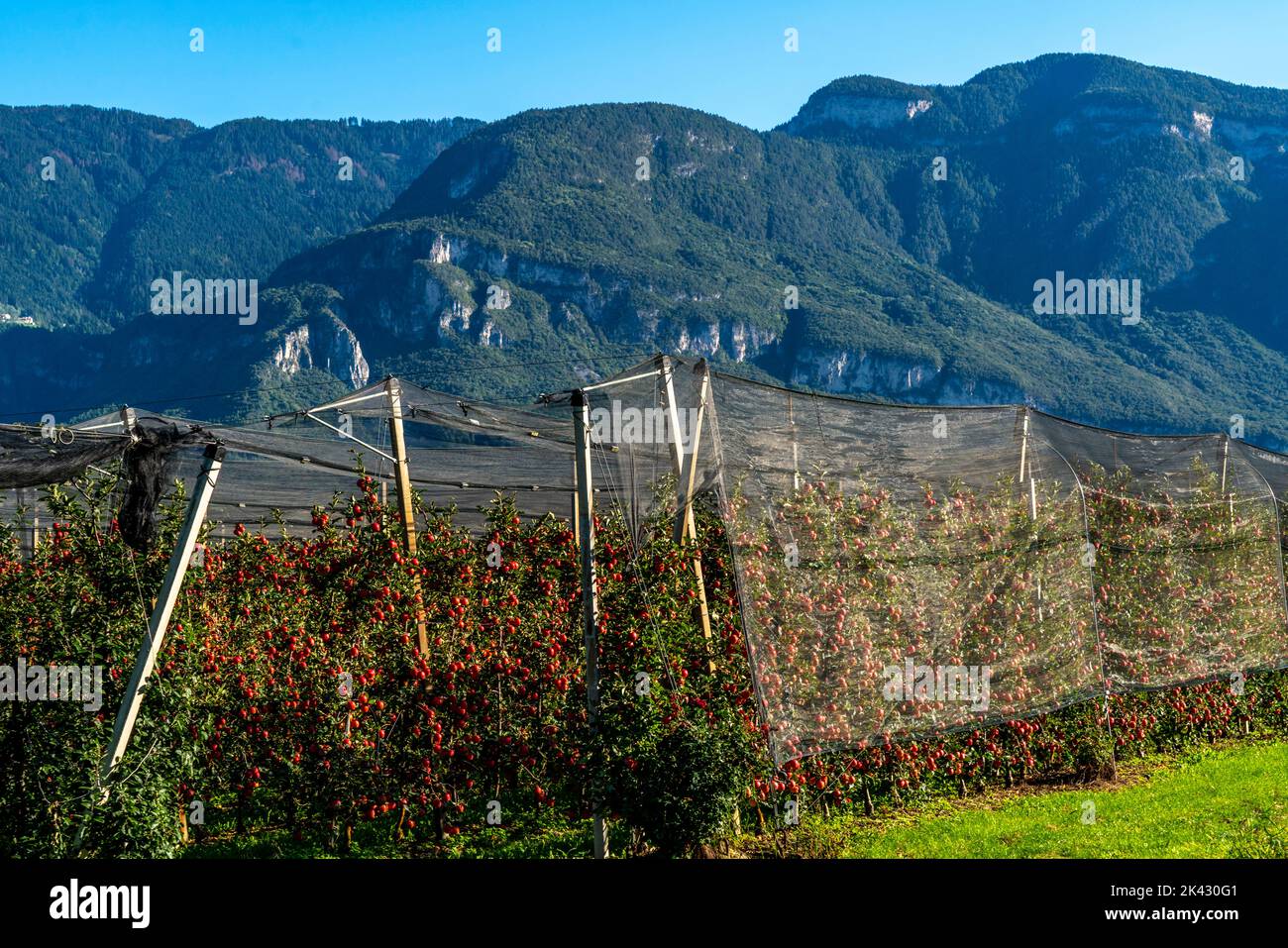 Apfelanbaugebiet im Etschtal, Südtirol, große Anbauflächen, in Südtirol über 18.400 Hektar, angebaut von über 7.000 Früchten Stockfoto
