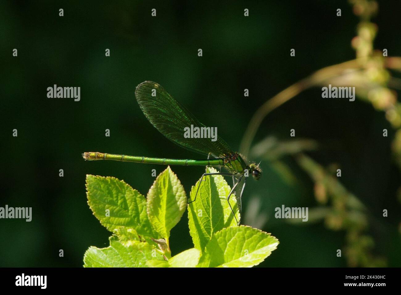 Weibliche Gebänderten Prachtlibelle Stockfoto