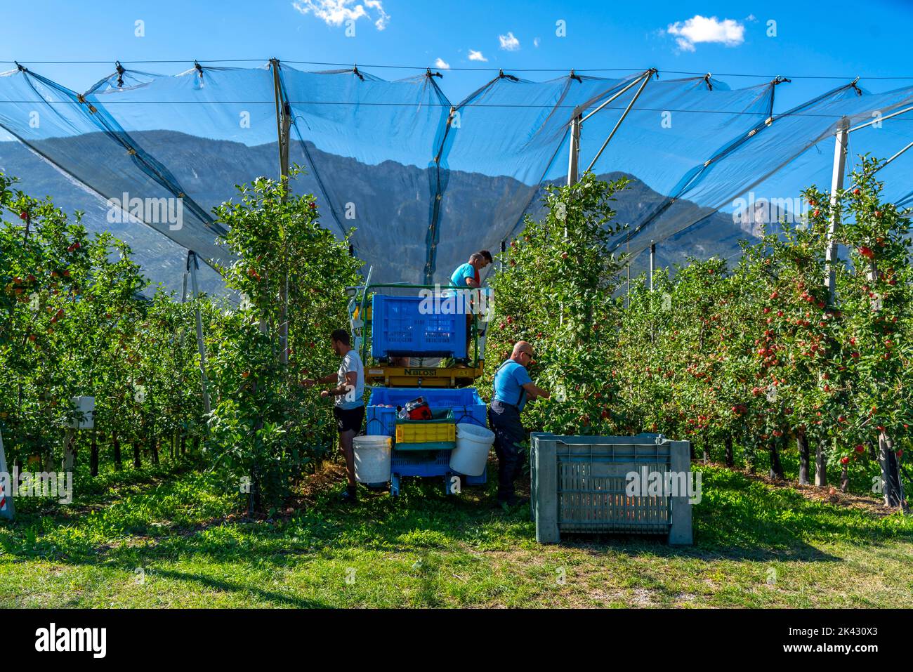 Apfelanbaugebiet im Etschtal, Südtirol, große Anbauflächen, in Südtirol über 18.400 Hektar, angebaut von über 7000 Früchten Stockfoto