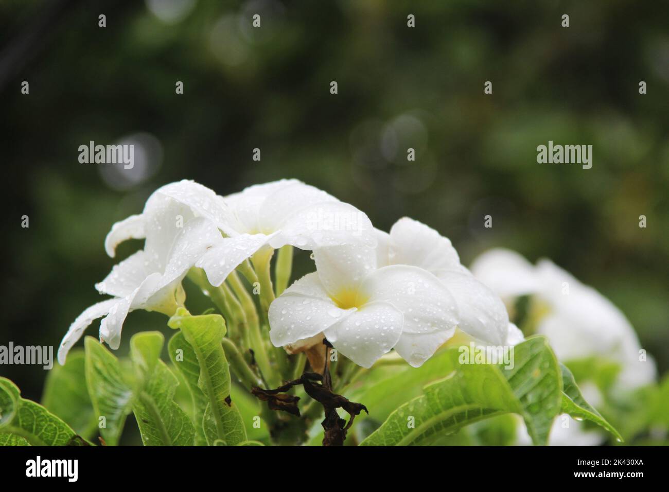 Nahaufnahme von Regentropfen auf weißen Blumen Stockfoto