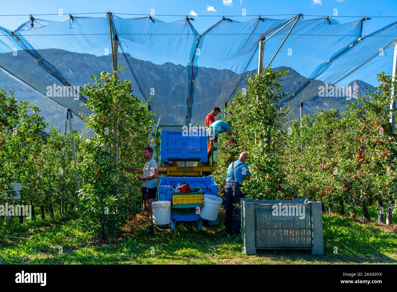 Apfelanbaugebiet im Etschtal, Südtirol, große Anbauflächen, in Südtirol über 18.400 Hektar, angebaut von über 7000 Früchten Stockfoto