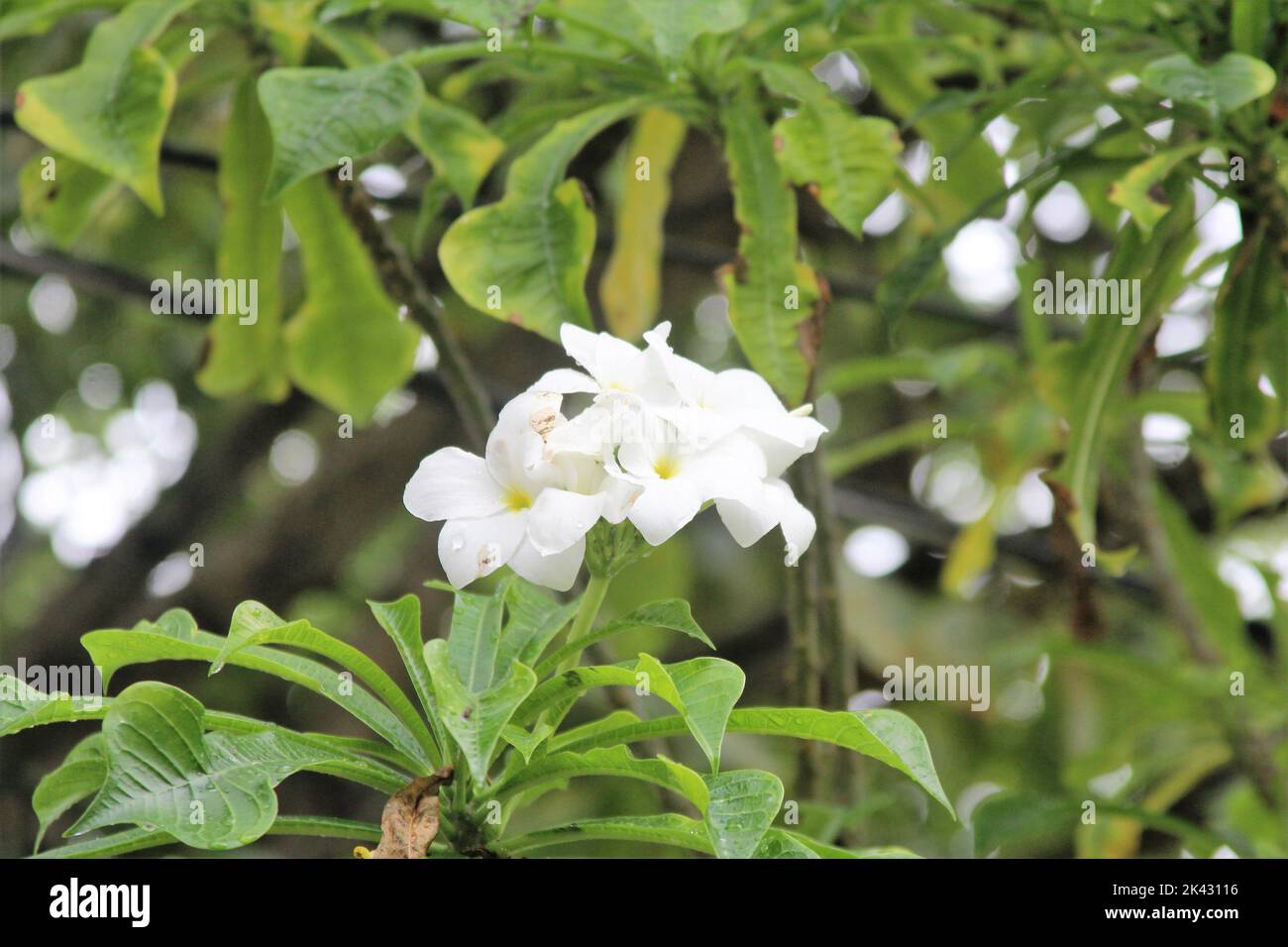 Nahaufnahme von Regentropfen auf weißen Blumen Stockfoto