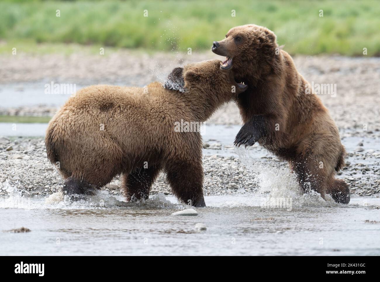 Zwei alaskische Braunbären kämpfen am Rande eines Baches Stockfoto
