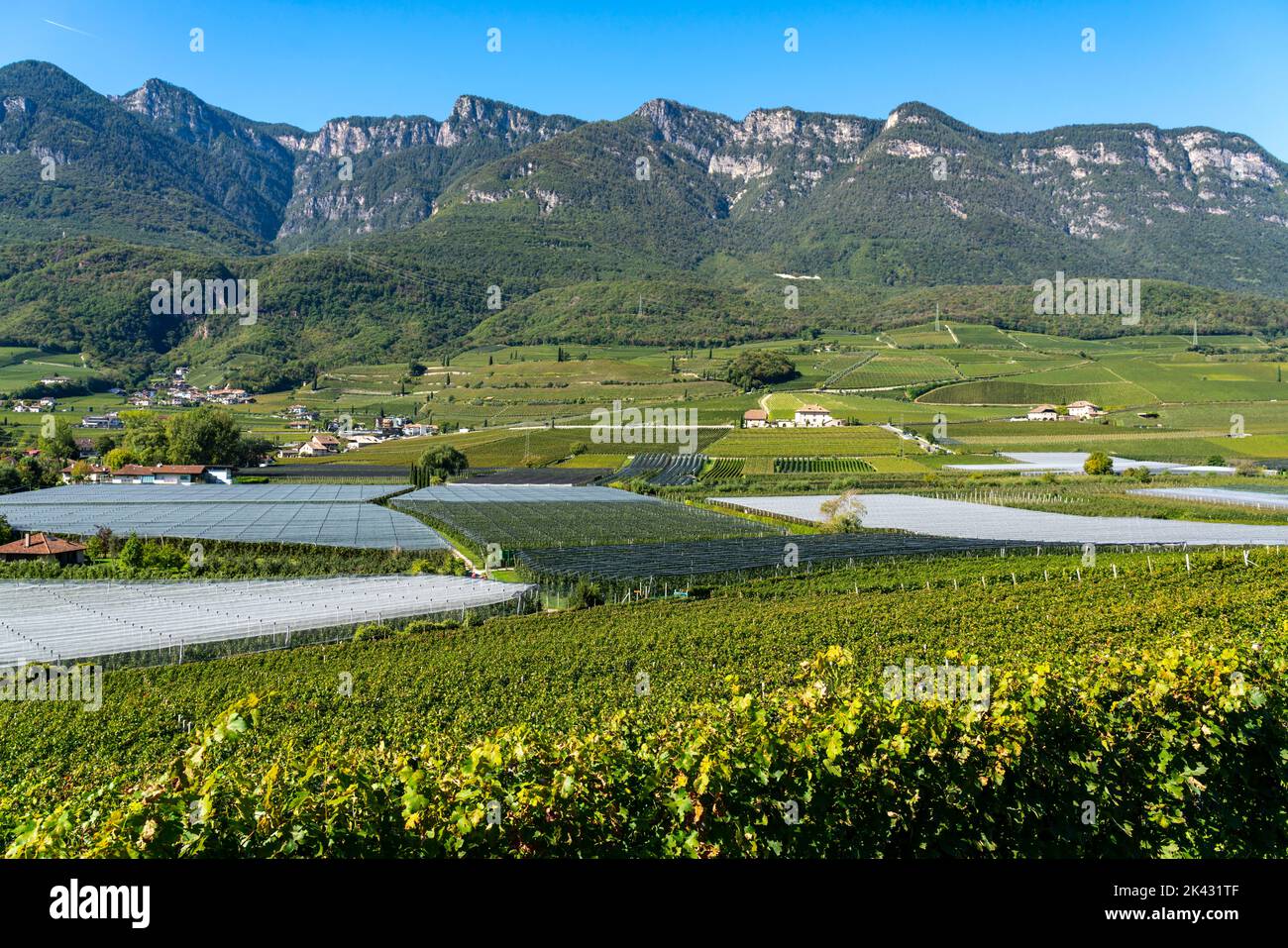 Apfelanbaugebiet und Weinanbau, im Etschtal, Südtirol, große Anbauflächen, in Südtirol über 18.400 Hektar, bewirtschaftet Stockfoto