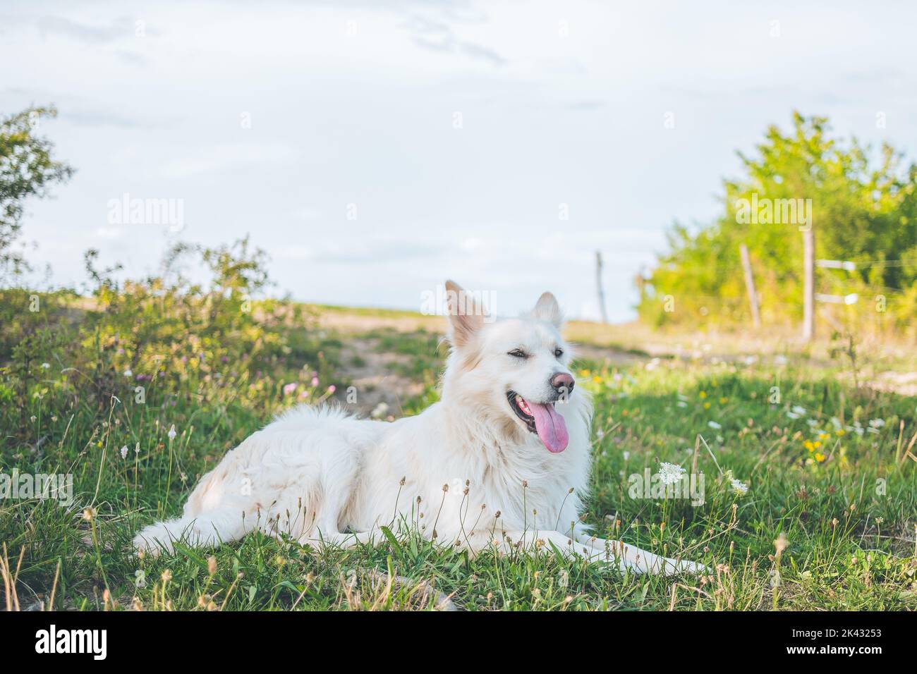 Weiß adoptierte Kreuzrasse Hund aus Hundehüterhaus auf dem Gras auf der Wiese mit der Zunge aus liegen. Gemischte Rasse von kanadischen weißen Schäferhund. Stockfoto