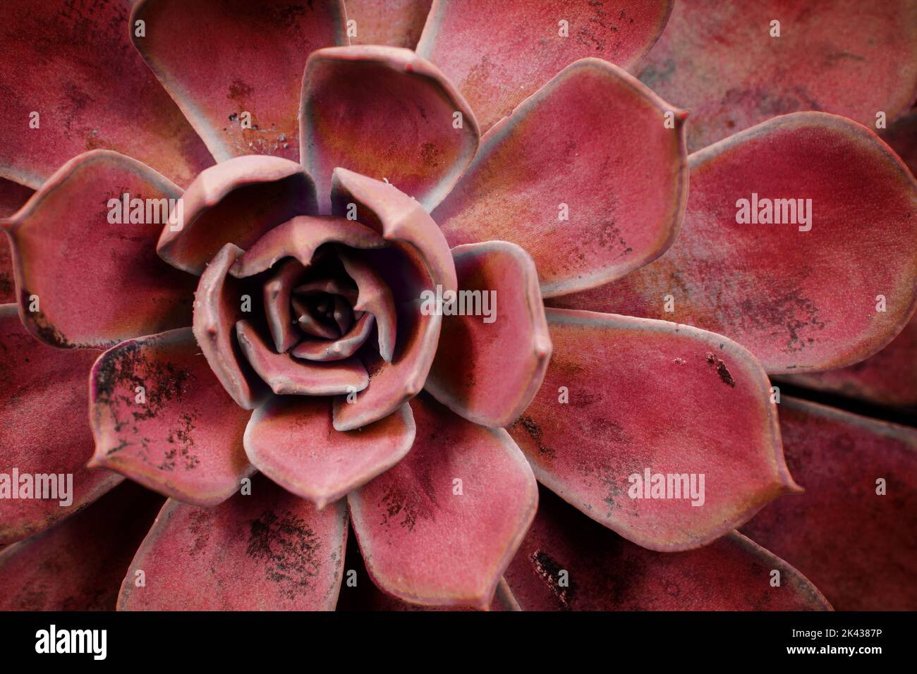 Sukkulente Kaktus Hintergrund. pfauenpflanze echeveria. Nahaufnahme von  roten Sukkulenten Kaktus Bltter Textur Tapete. Bedruckbare Wandkunst.  Selektiver Fokus Stockfotografie - Alamy