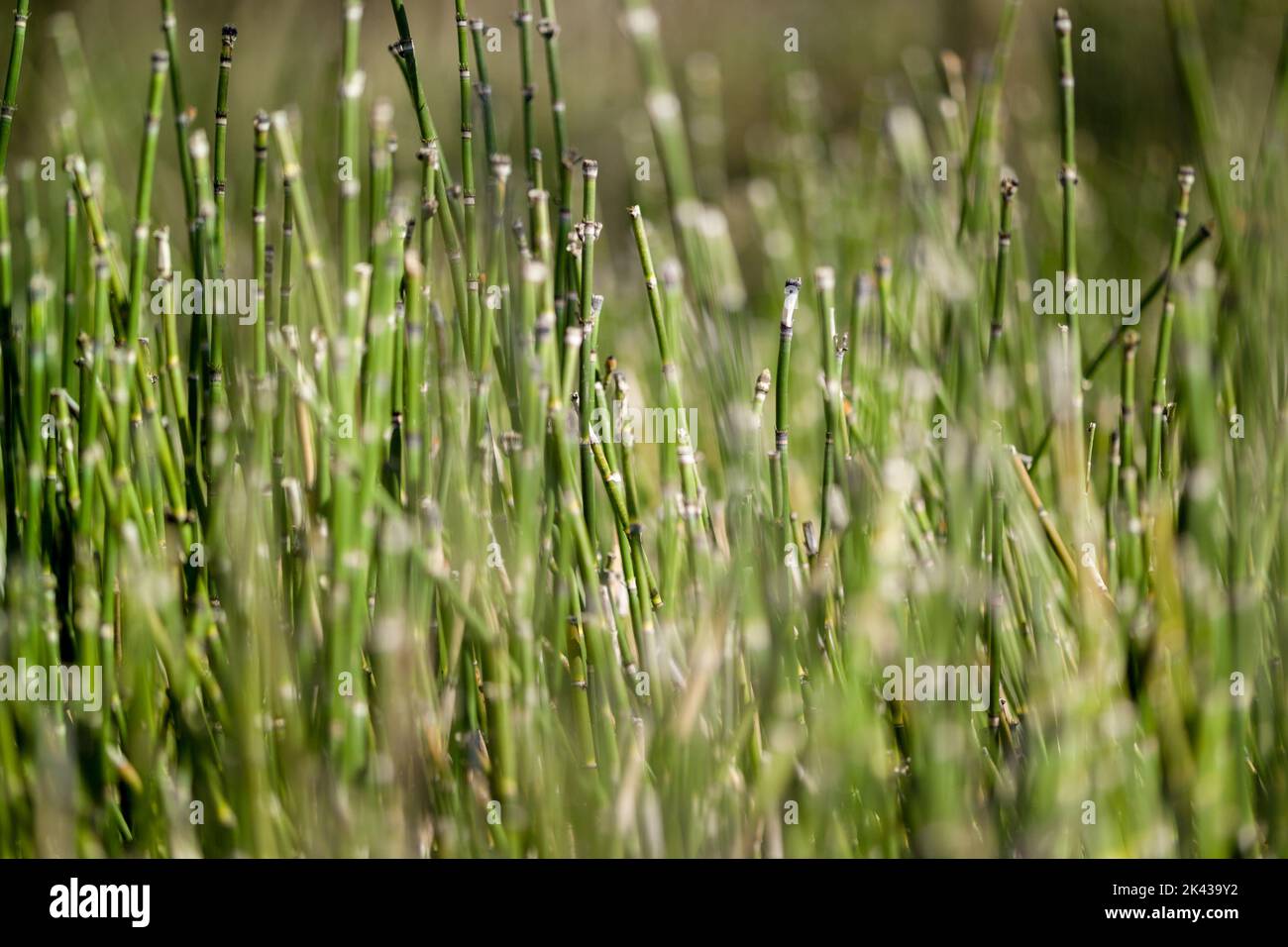 Feine Kunst der kleinen Bambusstäbchen Stockfoto