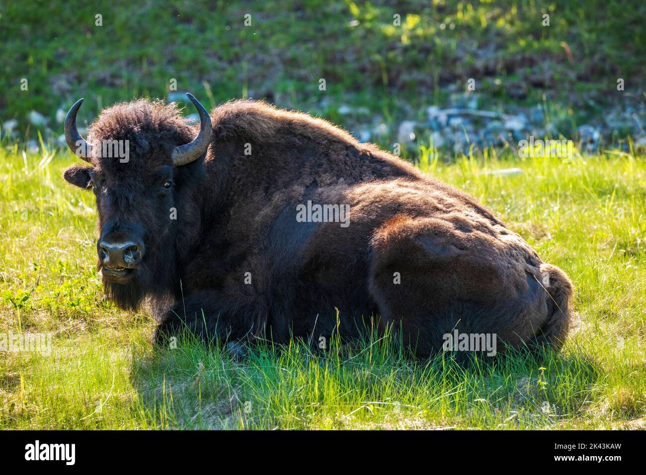 Wood Bison Bull; Alaska Highway; British Columbia; Kanada Stockfoto