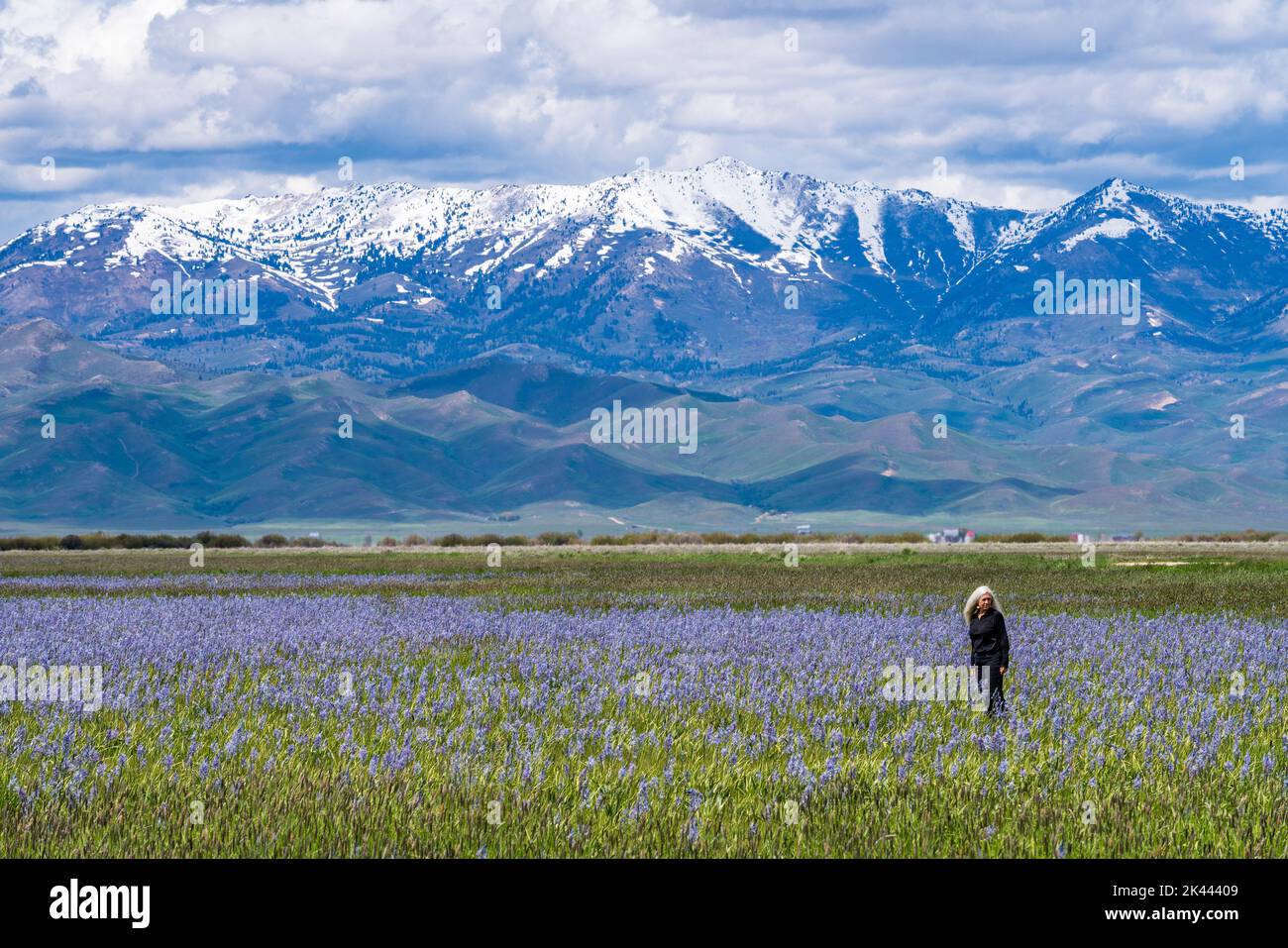 USA, Idaho, Fairfield, Frau, die auf dem Feld blühender Kamas mit Soldier Mountain im Hintergrund steht Stockfoto