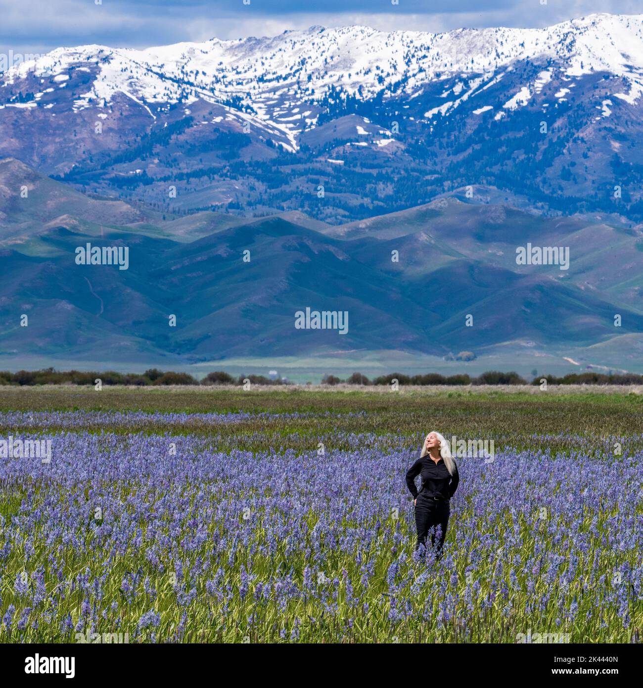 USA, Idaho, Fairfield, Frau, die auf dem Feld blühender Kamas mit Soldier Mountain im Hintergrund steht Stockfoto