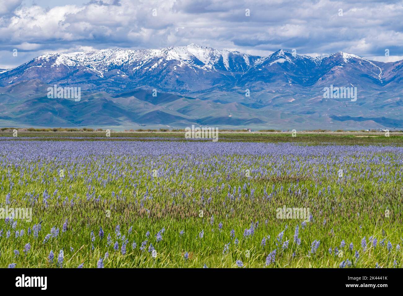 USA, Idaho, Fairfield, Felder voller Kamas mit Soldier Mountain im Hintergrund Stockfoto