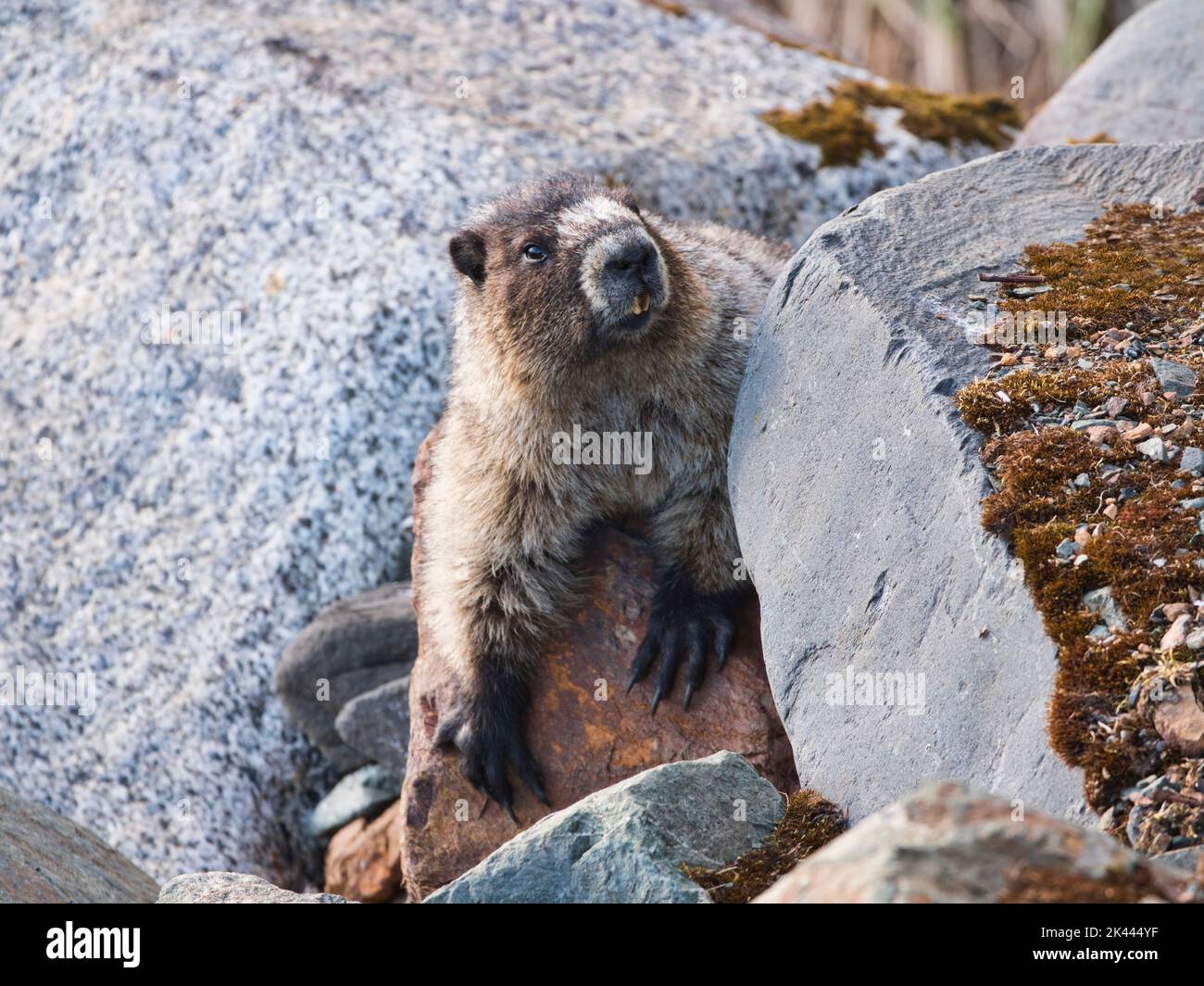 Hory Murmeltier mit großen Felsen im Südosten Alaskas. Stockfoto
