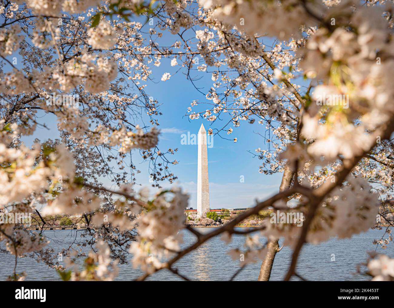 Washington Monument mit Kirschblüten in Washington, DC Stockfoto