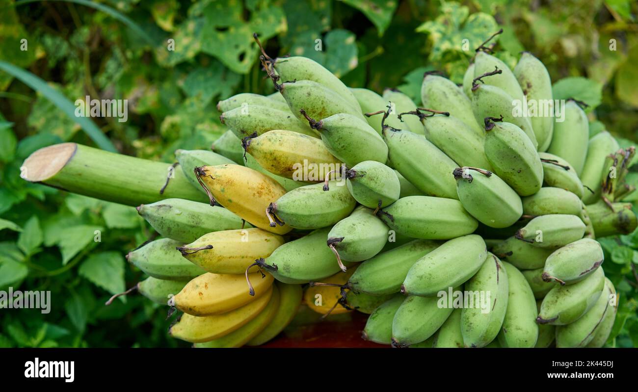 Frische Bio-Bananen nur aus einem Baum geschnitten. Stockfoto