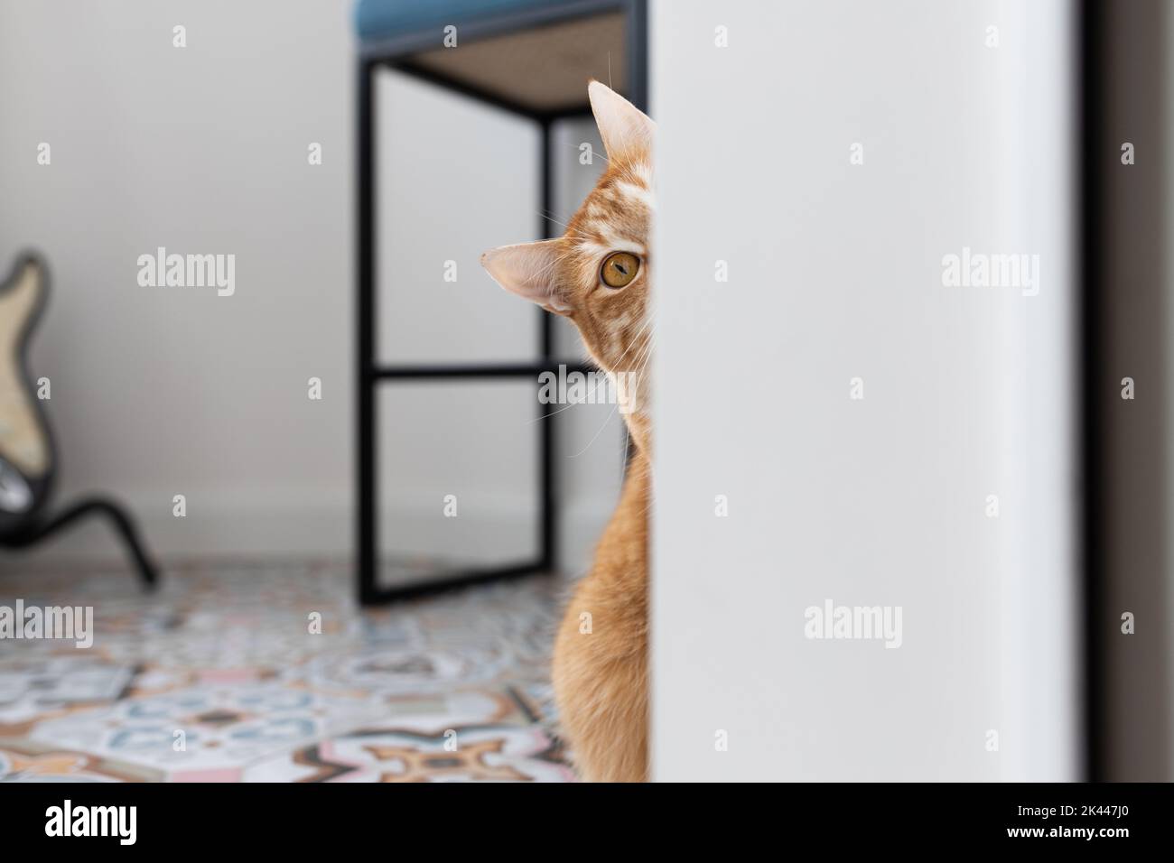 Eine schöne rote Katze spielt auf dem Balkon. Vorderansicht. Stockfoto