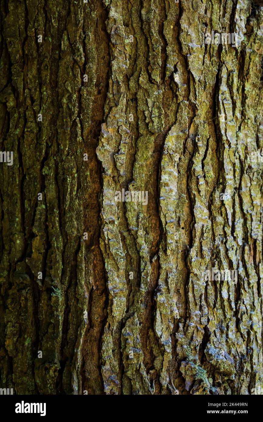 Die Rinde eines westlichen Hemlockbaums. Stockfoto