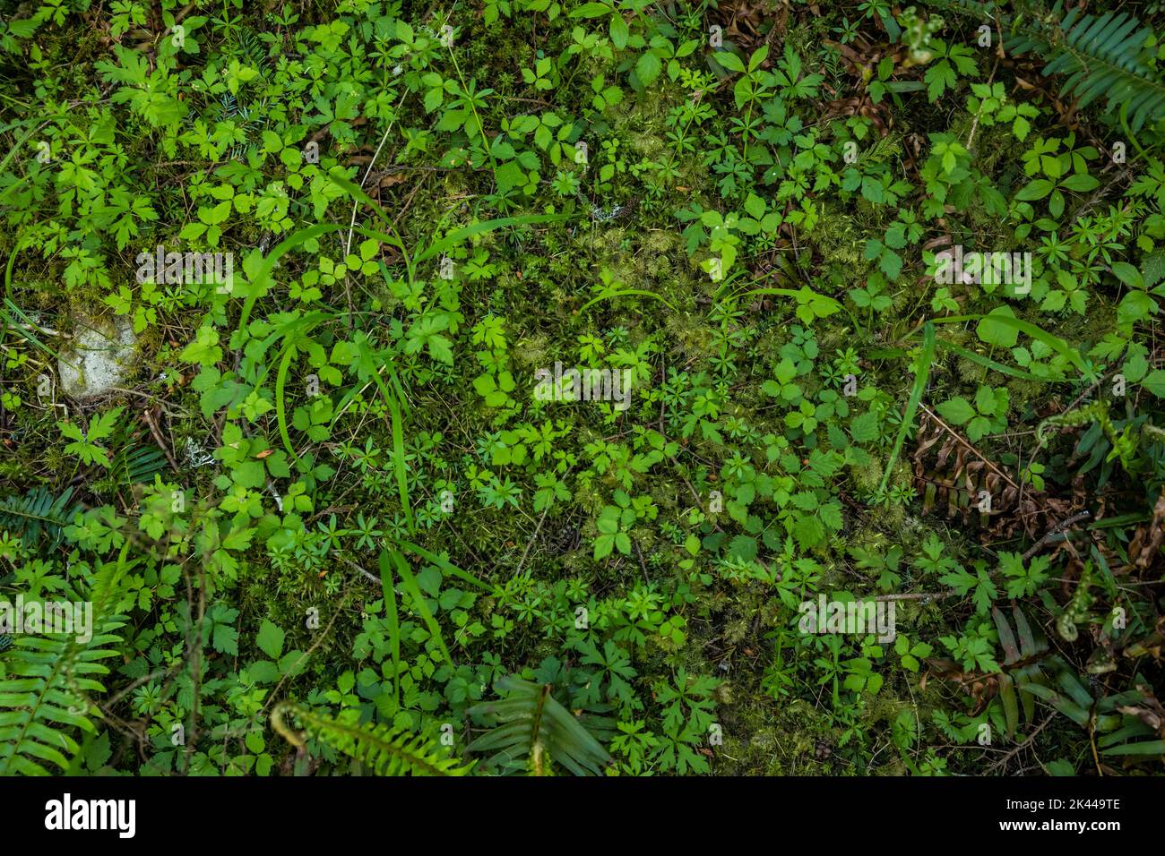 Der Boden bedeckt Pflanzen im Moran State Park unter dem Walddach. Stockfoto