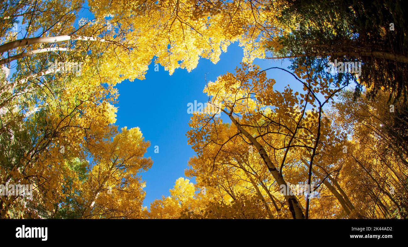 Herbstfarben von Espenbäumen in kastanienbraunen Glocken Stockfoto