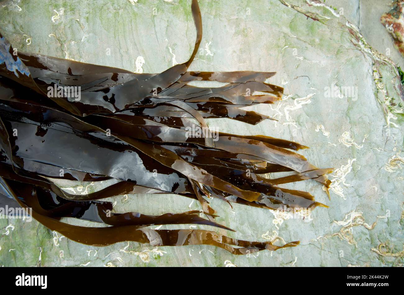 Atlantische Meeresalgen, Kelp (Laminaria Digitata) an felsiger Küste Stockfoto