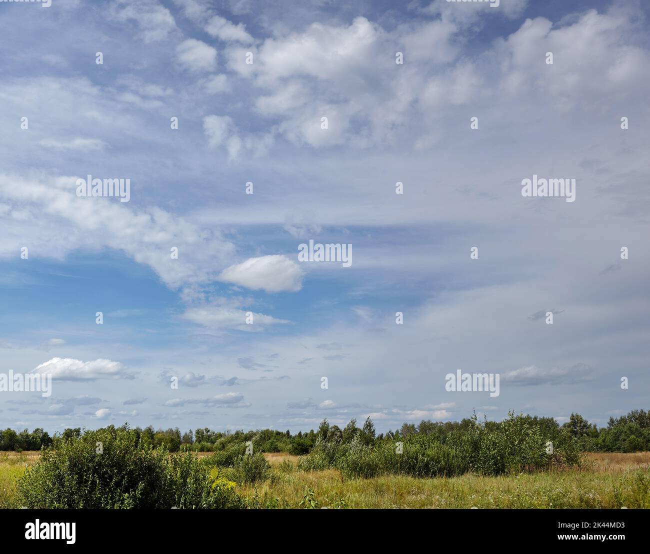Schöne Sommer ländliche Landschaft. Wiese mit Bäumen und Gras am Wolkenhimmel Stockfoto