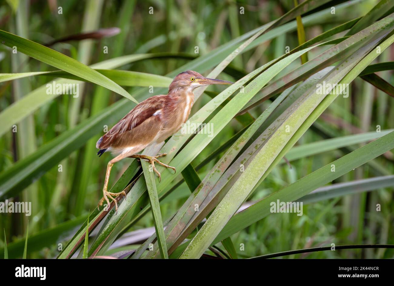 Gelbe Bittern ist eine kleine Bittern. Sie ist aus der Alten Welt und brütet auf dem nordindischen Subkontinent, östlich des russischen Fernen Ostens, Japan und ich Stockfoto