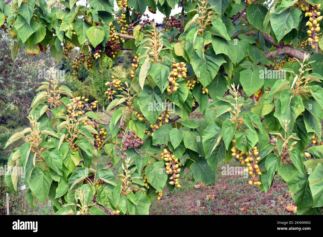 Prinzenbaum (Paulownia tomentosa) Blätter und Früchte Stockfoto