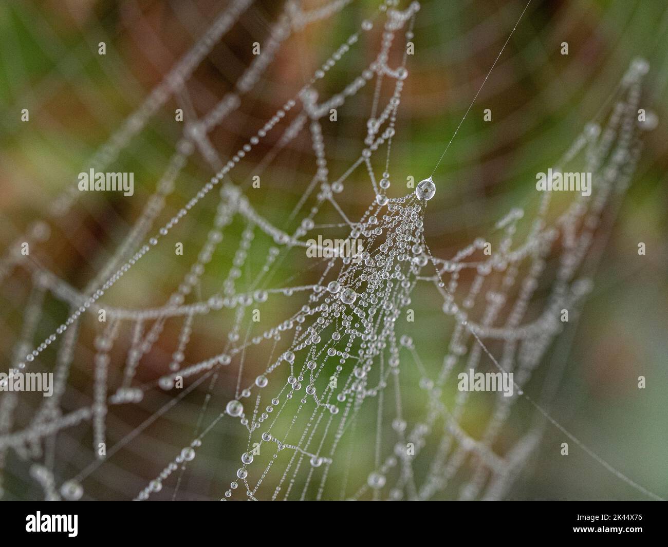 Tautropfen, die auf einem Spinnennetz gesammelt wurden, das im frühen Morgenlicht funkelt Stockfoto