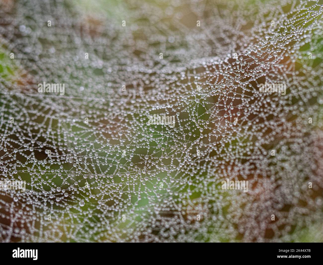 Tautropfen, die auf einem Spinnennetz gesammelt wurden, das im frühen Morgenlicht funkelt Stockfoto