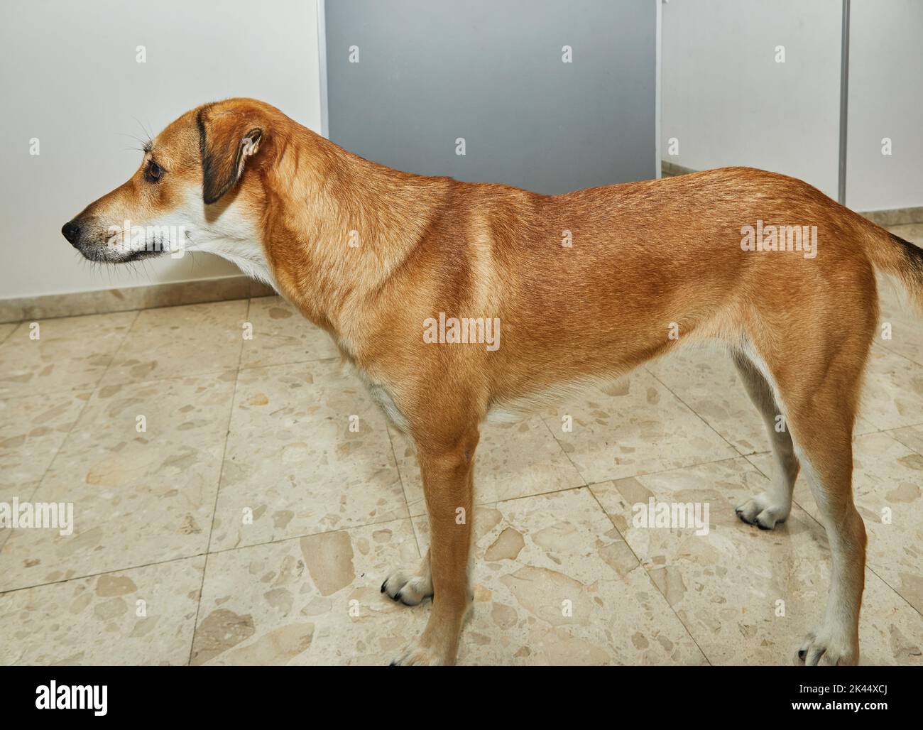 Netter roter Hund in der Wohnung in vollem Wachstum Stockfoto